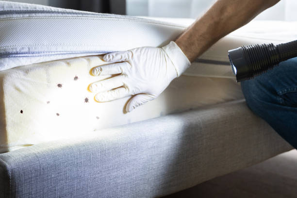 Best Insect Control  in Leilani Estates, HI